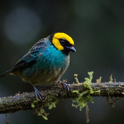 Tangara xanthocephala - Michael Pasaje