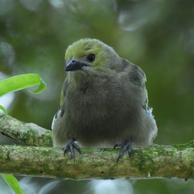 Thraupis palmarum - Jorge Peña