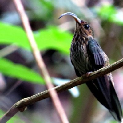 Eutoxeres aquila - Erik Gaitan